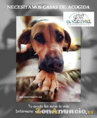 Buscamos casas de acogida para perros en BARCELONA